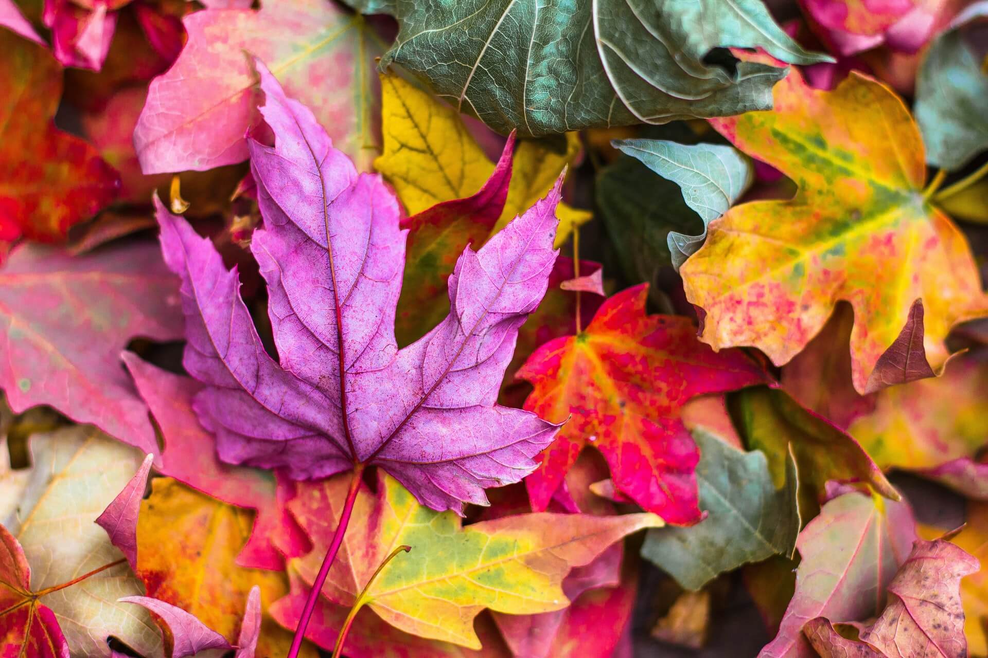 colorful leaves