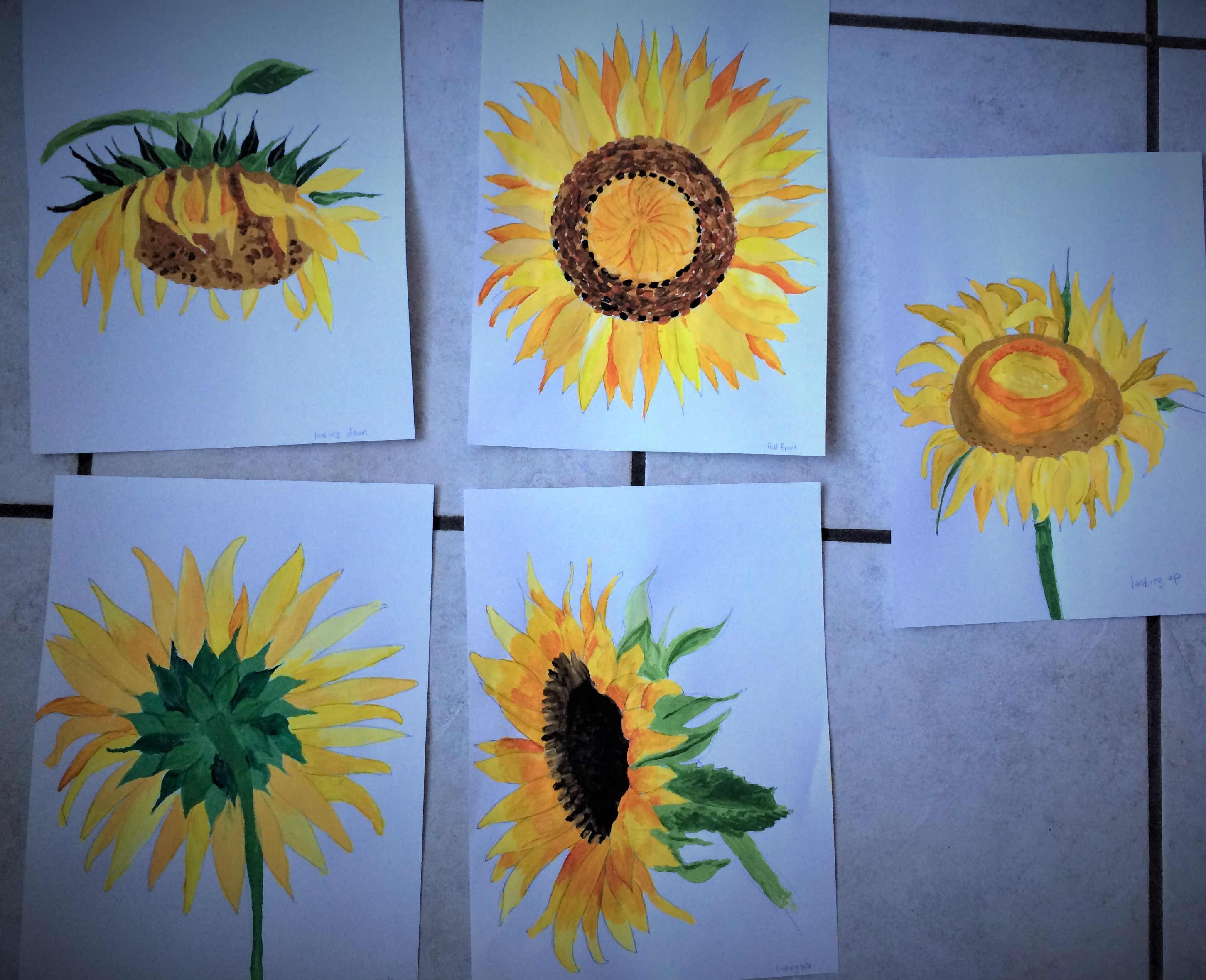 sunflower paintings